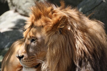 male Barbary or Asiatic lion resting on rocky outcrop (close-up, profile, portrait, shade, sunshine) 5169 © Don Hoskins