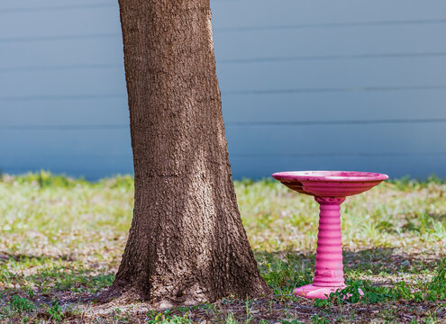Old empty birdbath next to tree in the garden