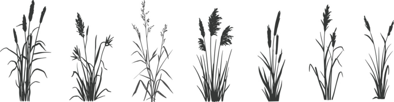 Collection of silhouettes of various wetland grasses and reeds on a white background plant nature