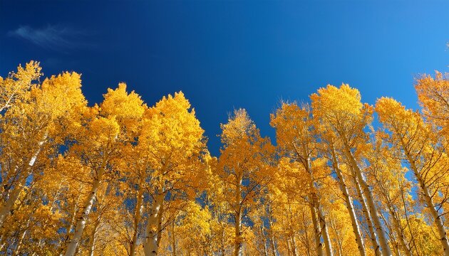 The Tops Of A Row Of Aspen Trees With Golden Yellow Leaves In Autumn Against A Clear Blue Sky