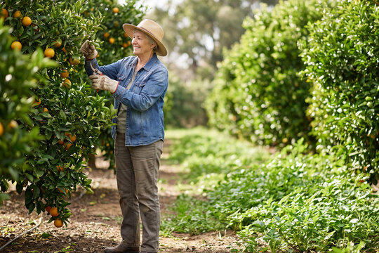 Senior Farmer Harvesting Citrus Fruit in Organic Orchard on Sunny Day