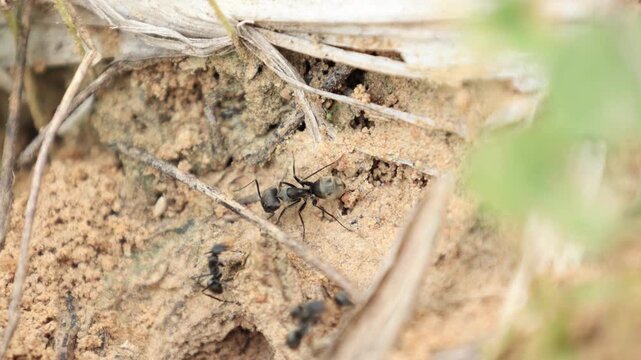 A swarm of black ants is digging a burrow to build a nest. dragonfly on a tree
