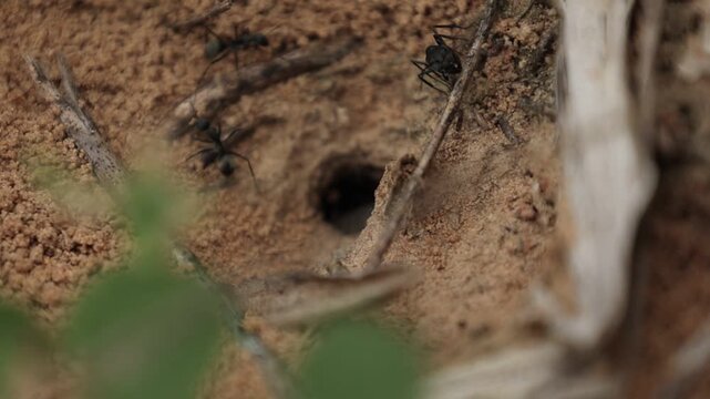 A swarm of black ants is digging a burrow to build a nest. spider on the web