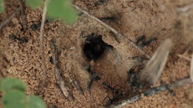 A swarm of black ants is digging a burrow to build a nest. ant on the tree
