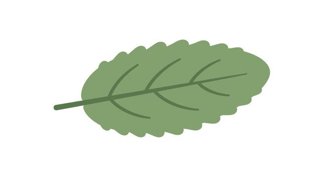 Green Mint Leaf Illustration Isolated on White Background