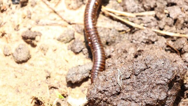Closeup of a millipede
