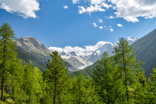 Glaciated Bernina peaks above green larch forest