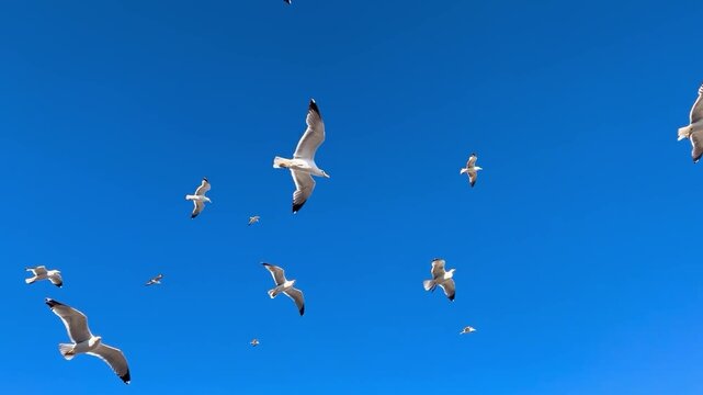 Seagulls soaring a flock of birds in a bright blue sky