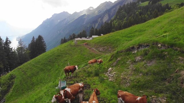 Brown cows grazing on alpine meadow with mountain backdrop