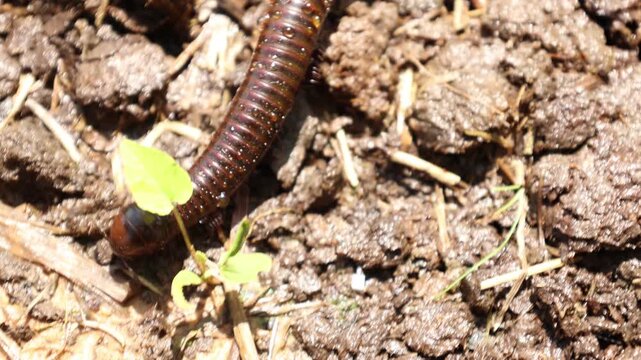Closeup of a millipede