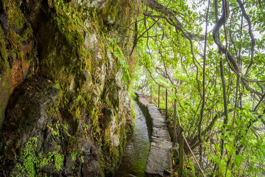 Stone levada carved along a mossy rock overhang