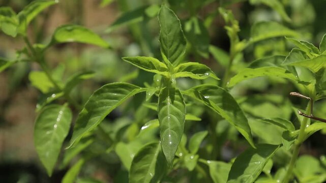 green beans in the garden