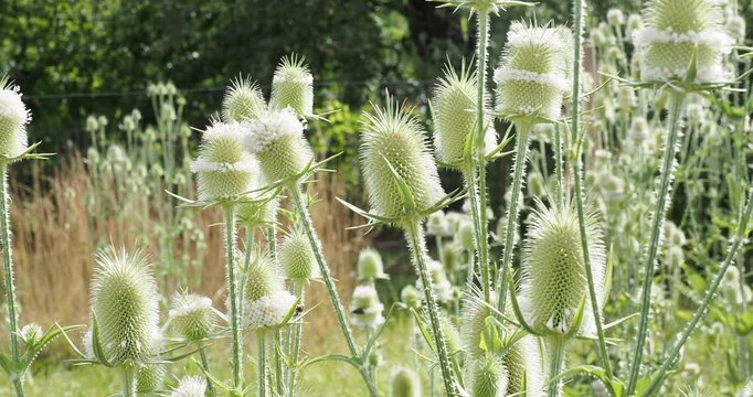 Cutleaf teasels (Dipsacus laciniatus) - Inflorescences  in ovoid flower heads surrounded by spiny bracts and white flowers atop tall stems with fine spines, attracting bees and other insects