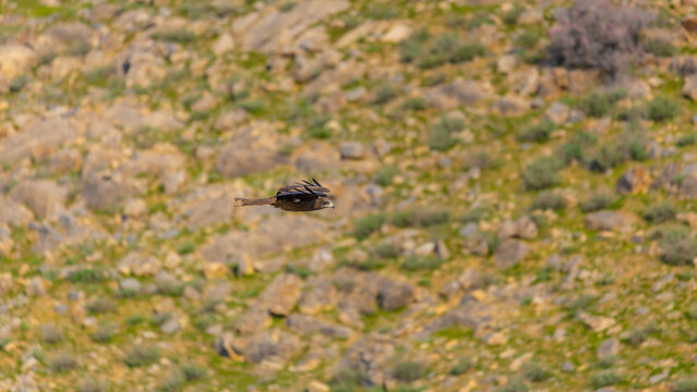 Long-legged buzzard on the rocks background