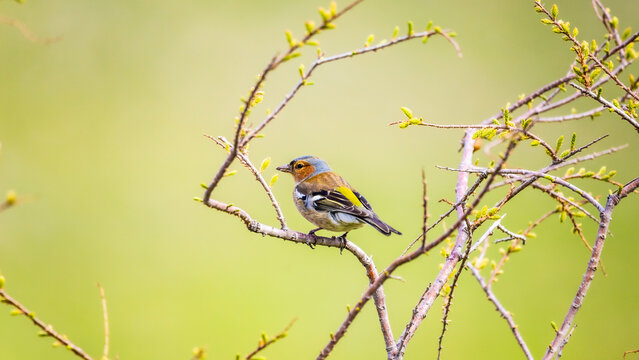 Close-up of common chaffinch on branch