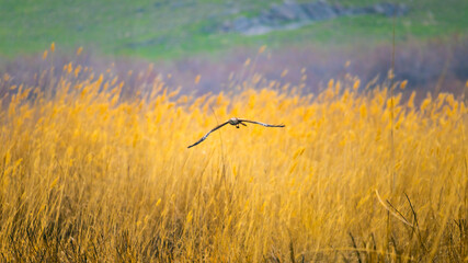 Obraz premium Western marsh harrier approaching over reeds searching for prey.