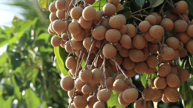 Ripe longan fruit on the tree.