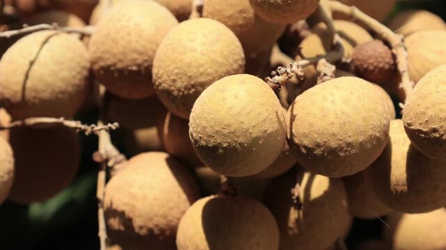 Ripe longan fruit on the tree.