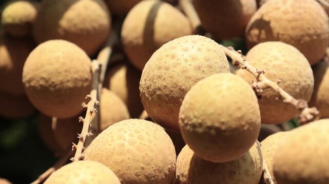 Ripe longan fruit on the tree.