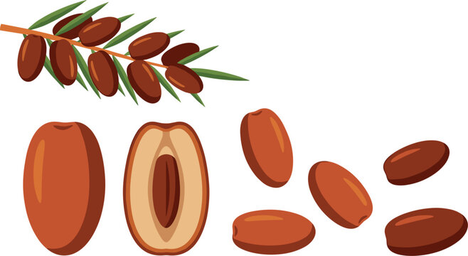 Sweet Date Fruit Vector Illustration Set Featuring Whole Half Cut with Pit and Palm Branch for Ramadan Mubarak Eid Menus and Organic Snack Packaging Designs