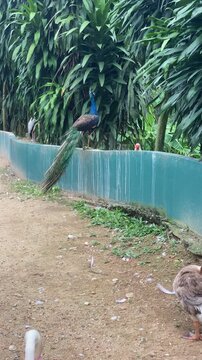 blue peacock jumping in bird park, indian peafowl during molting season, peacock call and bird sound in background