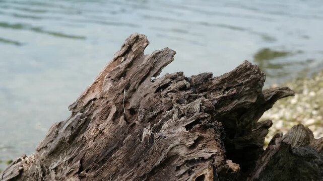 Angeschwemmtes dekoratives Schwemmholz Wurzelholz  an der K&uuml;ste am See, diese einzigartigen Naturunikate eignen sich hervorragend f&uuml;r kreative Designprojekte und stilvolle Wohnraumdekorationen 