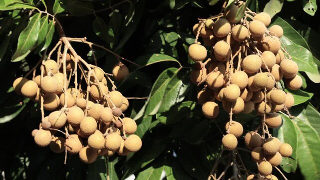 Ripe longan fruit on the tree.