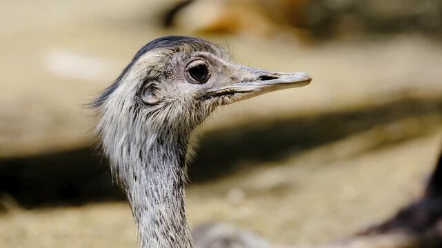 Close-Up Portrait of a Rhea Bird with Open Beak in Natural Environment