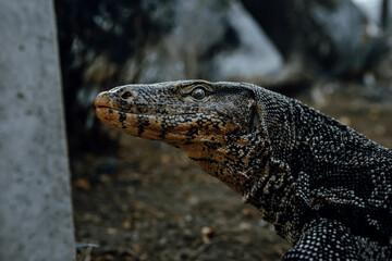 Detailed profile portrait of an Asian water monitor lizard in green bushes at a public park in Bangkok © Kooper