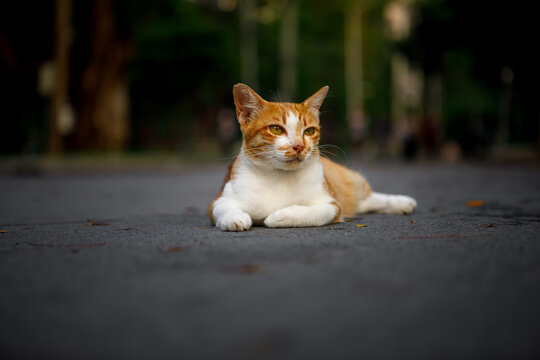 Homeless red and white tabby cat resting on the asphalt pavement with a blurred park background