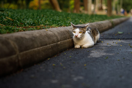 Homeless red and white tabby cat resting on the asphalt pavement with a blurred park background