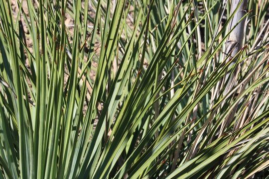 Chaparral Western Alimentum, Hesperoyucca Whipplei, an impressive native synoecious shrub like monocot displaying rosetted rigid lanceolately linear leaves during Autumn in the Santa Monica Mountains.