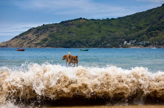 Two stray dogs balancing on a paddleboard in the sea against a tropical island background