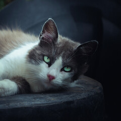 gato hermoso © l.vxuis