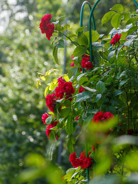 Beautiful flowers of a red climbing rose on a garden support. Growing roses in the garden. Natural wallpaper. Floral background.