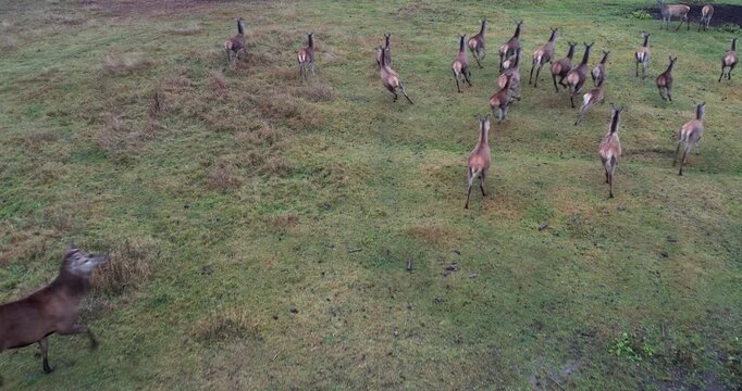 A herd of deer in a picturesque green meadow, drone view.