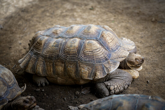 African Sulcata Tortoise Resting on Ground in Wildlife Sanctuary