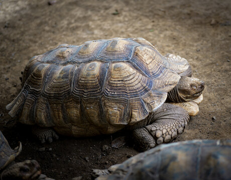 African Sulcata Tortoise Resting on Ground in Wildlife Sanctuary