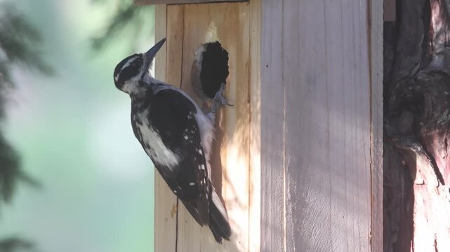 A female hairy woodpecker (Dryobates villosus) excavates and enlarges the entrance hole of a rustic cedar birdhouse in Lassen County, California.
