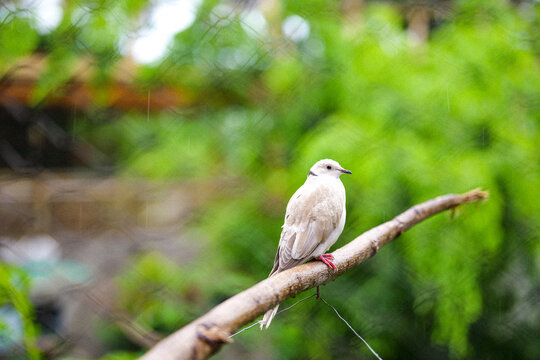 A ring-necked dove resting on a natural tree branch against a soft green blurred background. The image highlights the bird&rsquo;s delicate plumage and calm posture in an outdoor aviary setting.