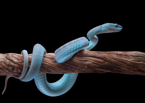 Vibrant Blue Pit Viper Resting on Dry Wooden Branch
Close Up