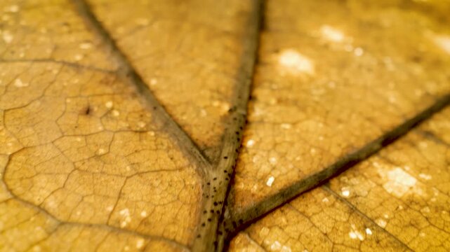 Extreme macro gliding shot over natural dried leaf surface and vein pattern