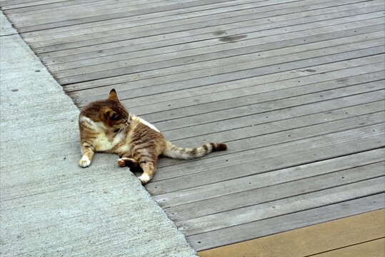 A cat is lying on a wooden deck by the sea and licking itself.
