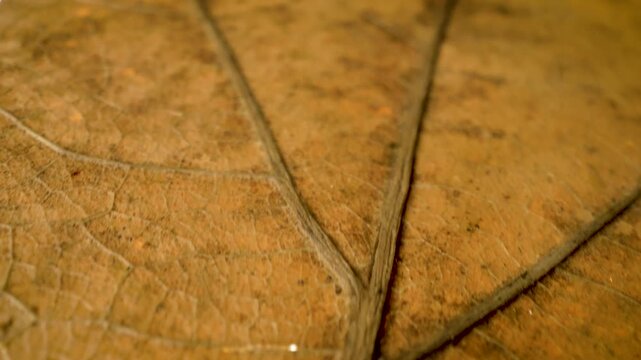 dried leaf texture, extreme close up gliding view
