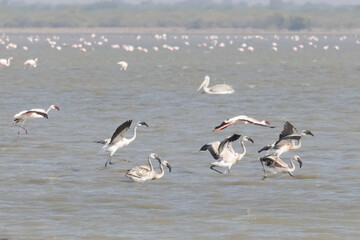 Fototapeta premium Flamingos
