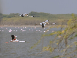 Flamingos © YK