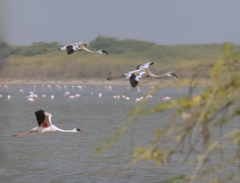 Flamingos