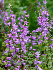 Obraz premium ellflower ( Latin- Campanula rapunculoides ), is a herbaceous plant ; a species of the genus Campanula of the family Campanulaceae. Floral background. Natural wallpaper.