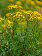 Fototapeta premium Common tansy ( Latin- Tanacetum vulgare ) is a perennial herbaceous plant, the type species of the genus Tanacetum of the Asteraceae family