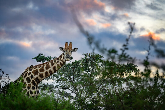 Giraffe in Africa with nice sky background